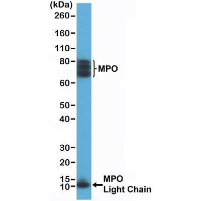 Myeloperoxidase Antibody in Western Blot (WB)