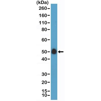 CD14 Antibody in Western Blot (WB)