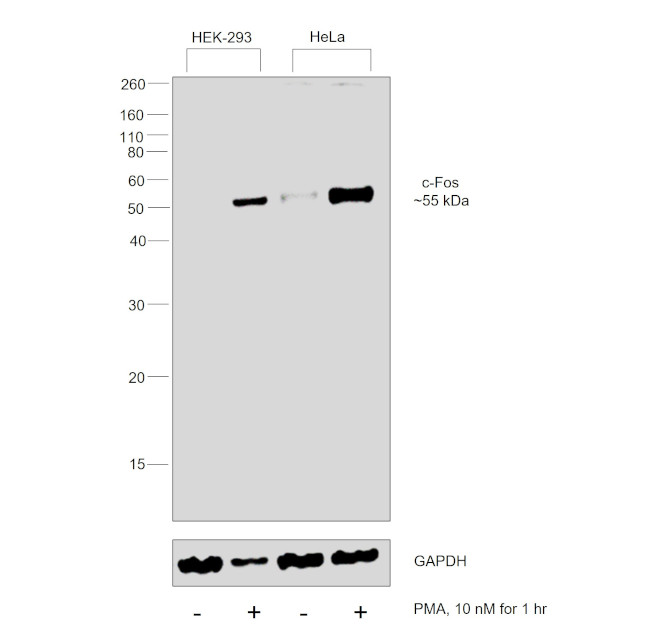 c-Fos Antibody in Western Blot (WB)