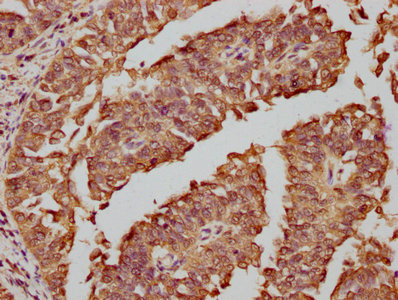 c-Fos Antibody in Immunohistochemistry (Paraffin) (IHC (P))