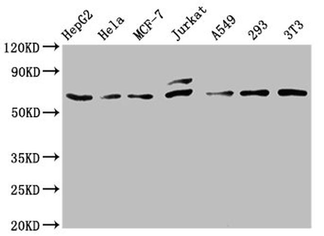 c-Fos Antibody in Western Blot (WB)