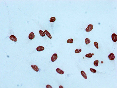 H3K4me2 Antibody in Immunocytochemistry (ICC/IF)