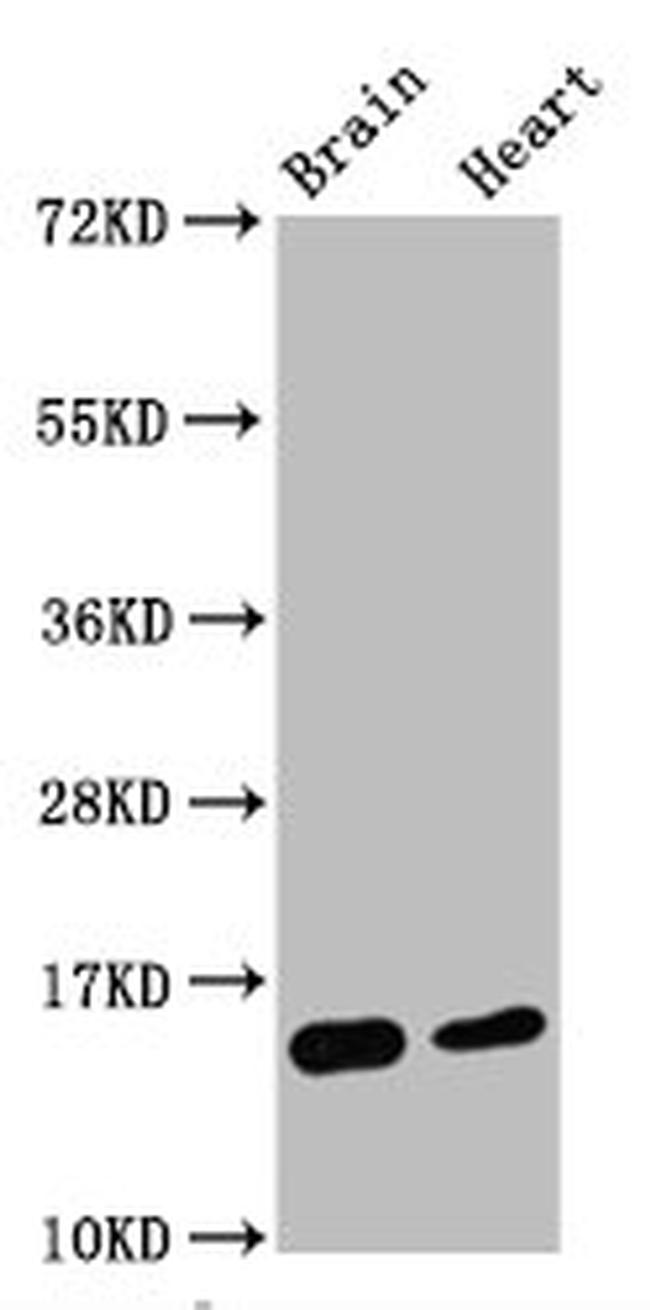 H3K4me2 Antibody in Western Blot (WB)