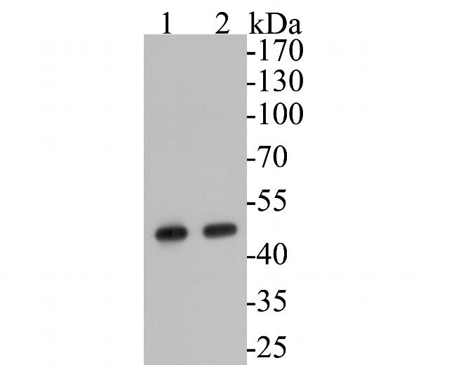 Aspartate Aminotransferase, Cytoplasmic Antibody in Western Blot (WB)