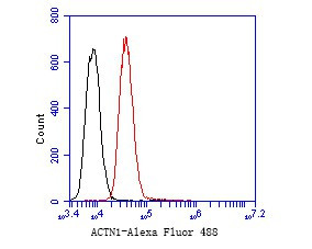 alpha Actinin Antibody in Flow Cytometry (Flow)