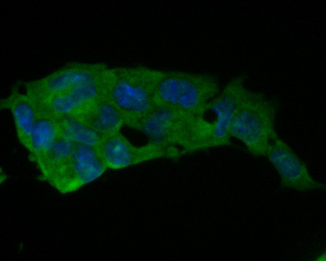 Glutathione Peroxidase 1 Antibody in Immunocytochemistry (ICC/IF)