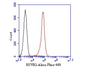 RUVBL2 Antibody in Flow Cytometry (Flow)