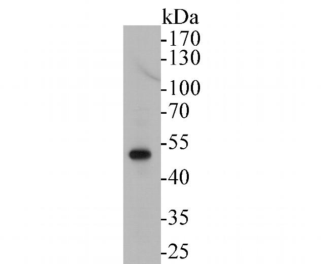 RUVBL2 Antibody in Western Blot (WB)