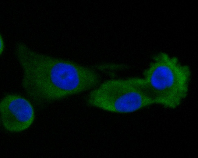 RUVBL2 Antibody in Immunocytochemistry (ICC/IF)