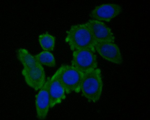 RUVBL2 Antibody in Immunocytochemistry (ICC/IF)