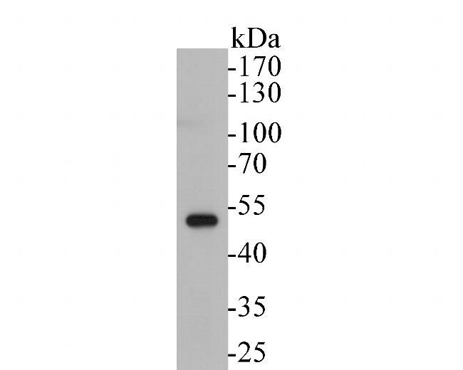 RUVBL2 Antibody in Western Blot (WB)