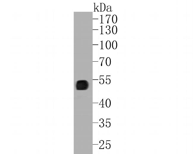 UBA3 Antibody in Western Blot (WB)