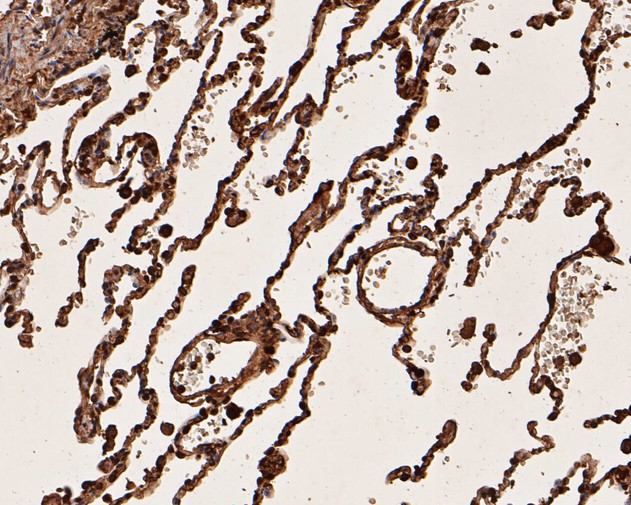 UBA3 Antibody in Immunohistochemistry (Paraffin) (IHC (P))