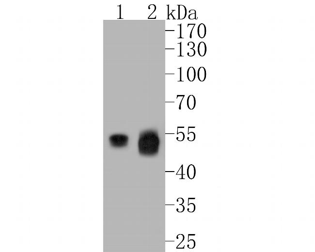 UBA3 Antibody in Western Blot (WB)