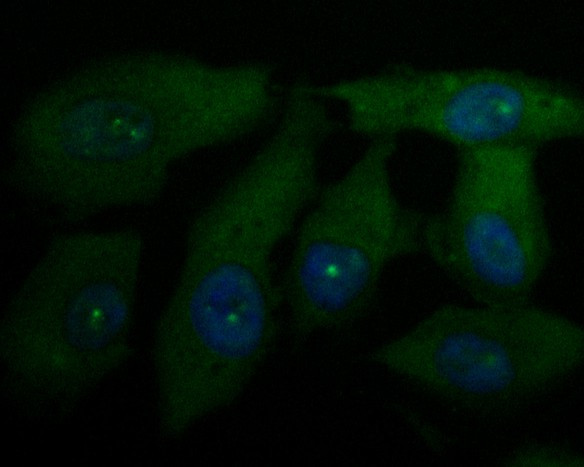 UBA3 Antibody in Immunocytochemistry (ICC/IF)