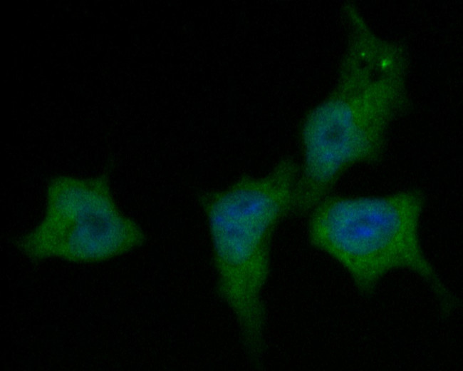 UBA3 Antibody in Immunocytochemistry (ICC/IF)