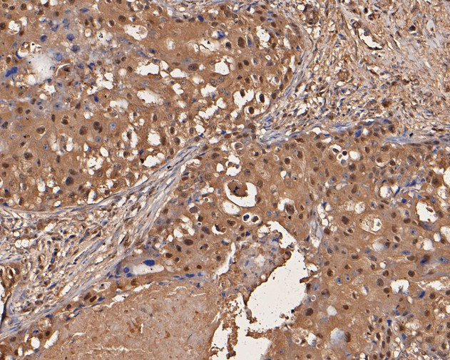 UBA3 Antibody in Immunohistochemistry (Paraffin) (IHC (P))