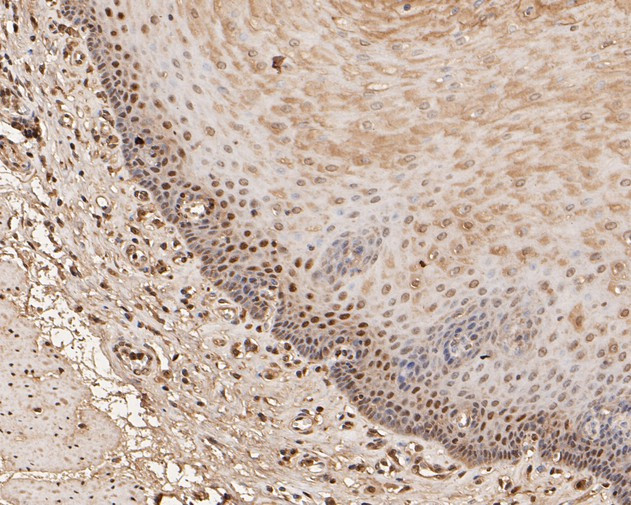 UBA3 Antibody in Immunohistochemistry (Paraffin) (IHC (P))