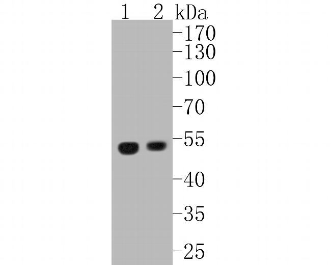 UBA3 Antibody in Western Blot (WB)