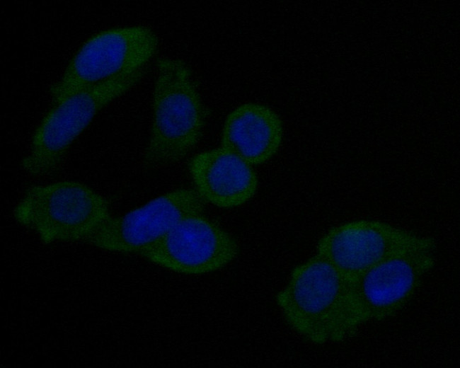 Annexin A3 Antibody in Immunocytochemistry (ICC/IF)