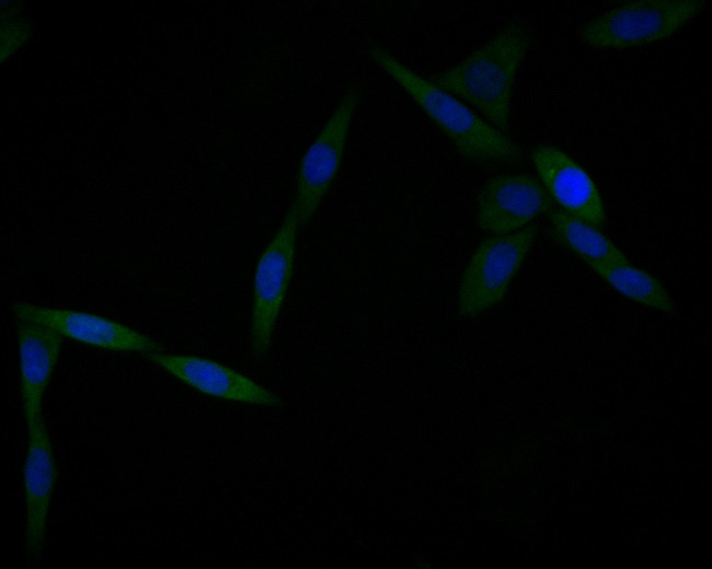 Annexin A3 Antibody in Immunocytochemistry (ICC/IF)