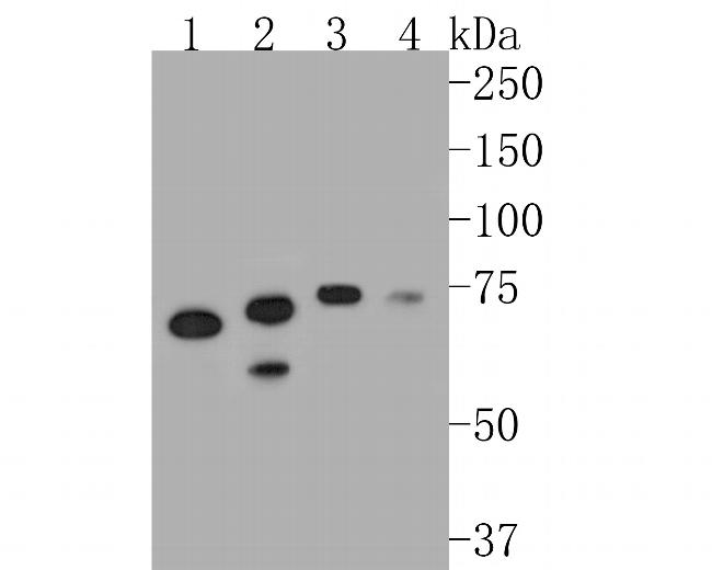 MTA2 Antibody in Western Blot (WB)