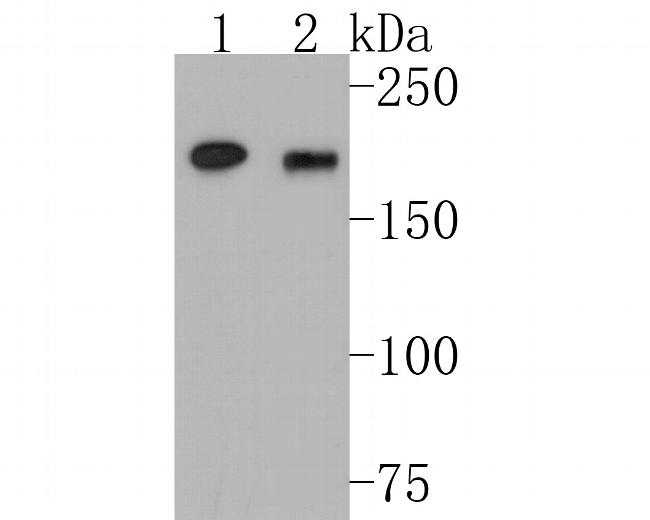 DNMT1 Antibody in Western Blot (WB)