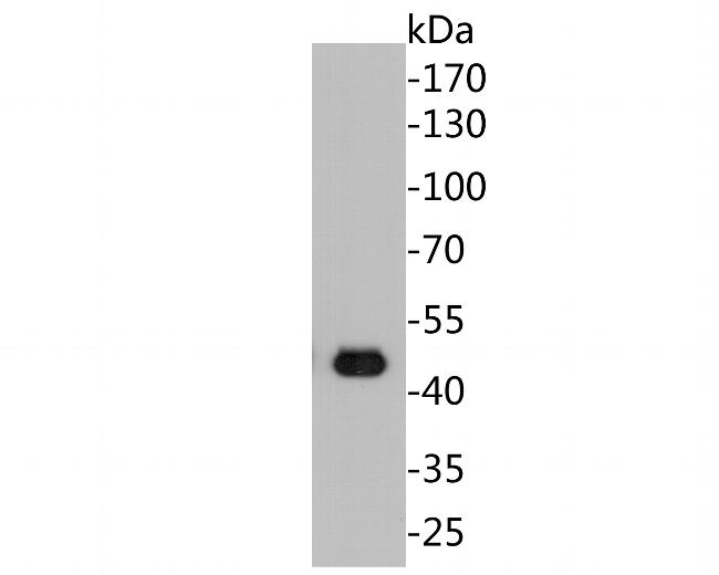 Cytokeratin 20 Antibody in Western Blot (WB)