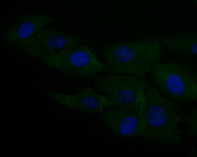 CASPR Antibody in Immunocytochemistry (ICC/IF)