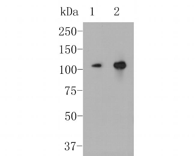 CASK Antibody in Western Blot (WB)