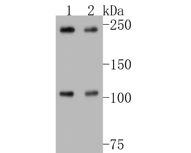 NuMA Antibody in Western Blot (WB)