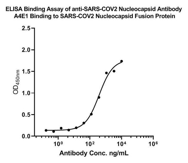 SARS-CoV-2 Nucleocapsid Antibody in Western Blot (WB)