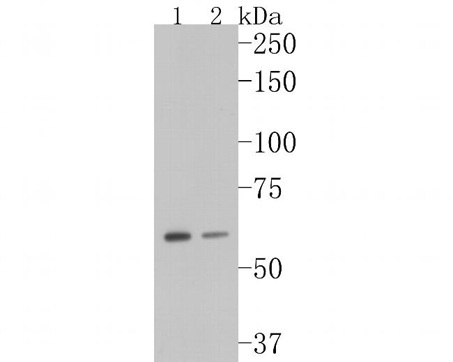 GADD34 Antibody in Western Blot (WB)