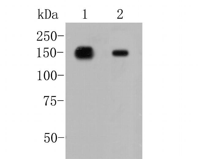 CD249 Antibody in Western Blot (WB)