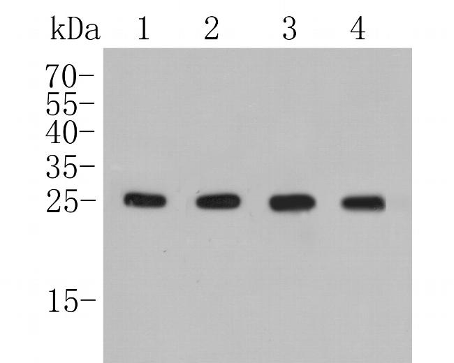 BAG2 Antibody in Western Blot (WB)