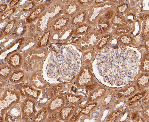 SAA4 Antibody in Immunohistochemistry (Paraffin) (IHC (P))