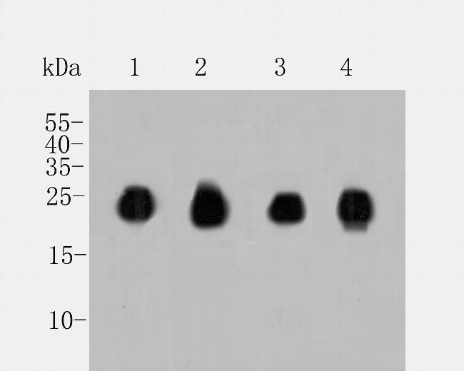 CEND1 Antibody in Western Blot (WB)