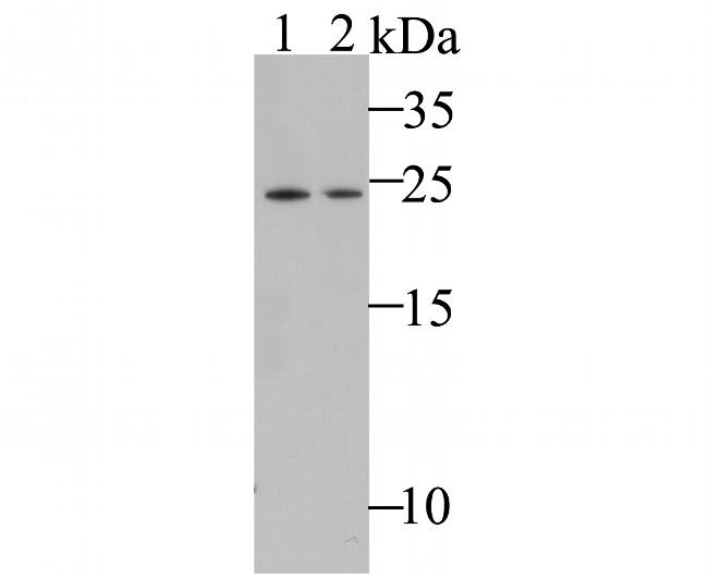 MAD3 Antibody in Western Blot (WB)