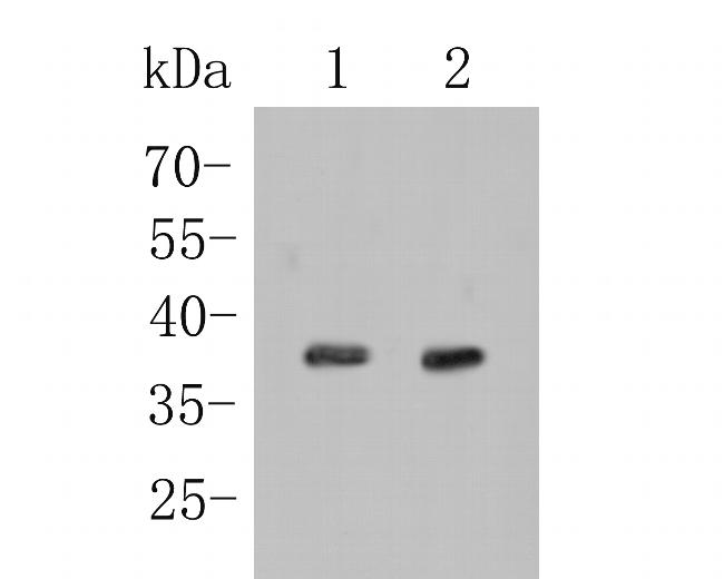 FBP1 Antibody in Western Blot (WB)