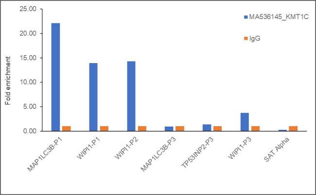 EHMT2 Antibody in ChIP Assay (ChIP)