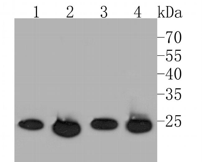 PSMA2 Antibody in Western Blot (WB)