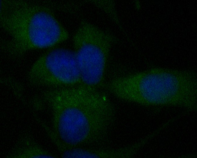 KIFAP3 Antibody in Immunocytochemistry (ICC/IF)