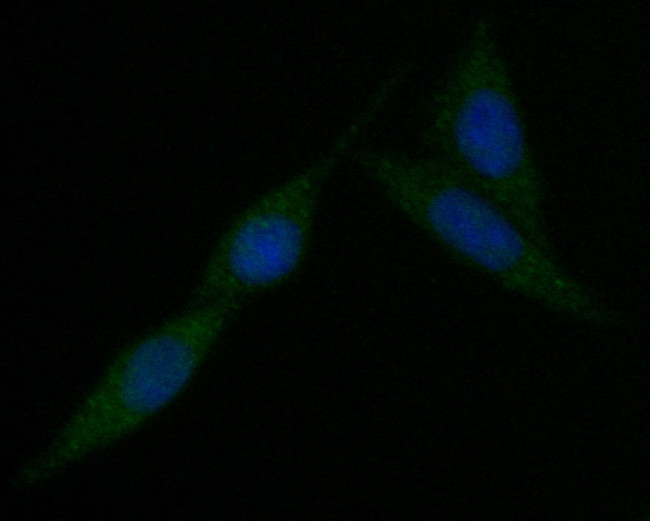 KIFAP3 Antibody in Immunocytochemistry (ICC/IF)