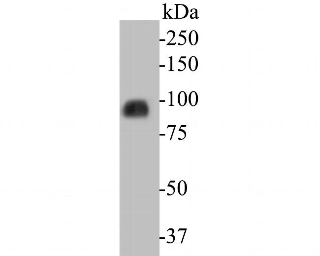 KIFAP3 Antibody in Western Blot (WB)