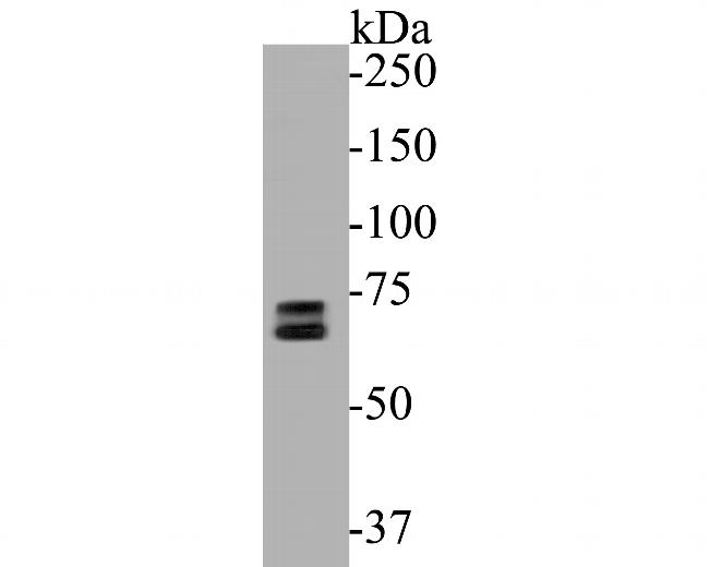 SENP2 Antibody in Western Blot (WB)