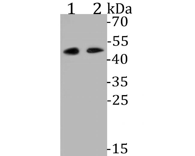 WNT5B Antibody in Western Blot (WB)