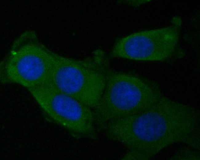 eIF3b Antibody in Immunocytochemistry (ICC/IF)