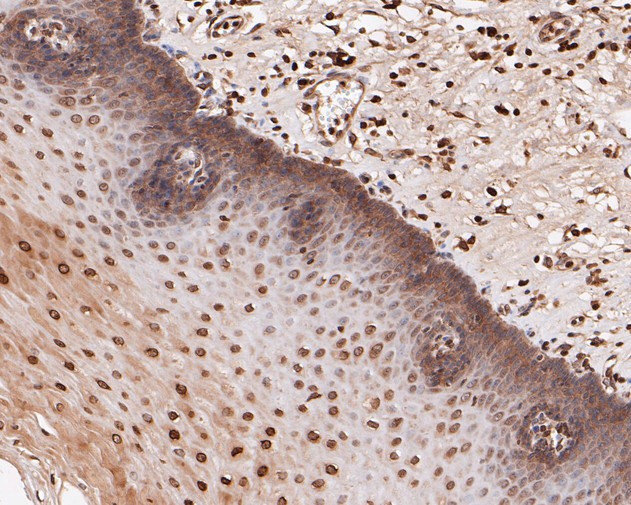 eIF3e Antibody in Immunohistochemistry (Paraffin) (IHC (P))