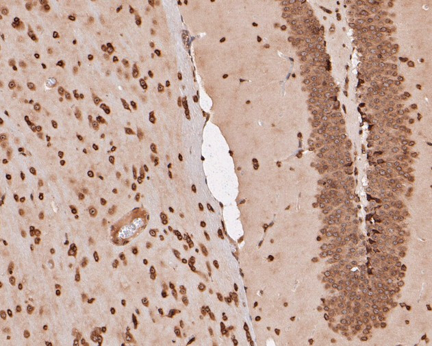 eIF3e Antibody in Immunohistochemistry (Paraffin) (IHC (P))