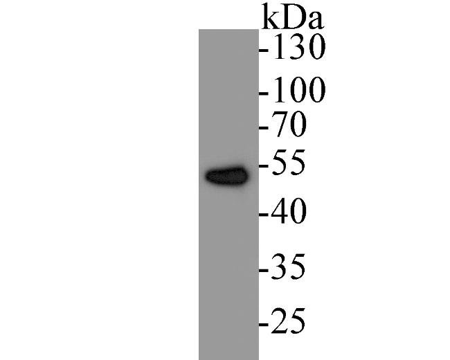 eIF3e Antibody in Western Blot (WB)